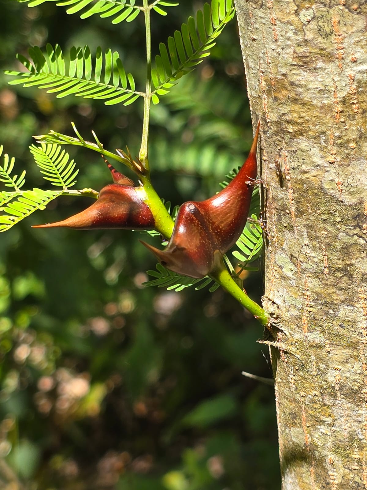 Posadas del Sol - Foto 42