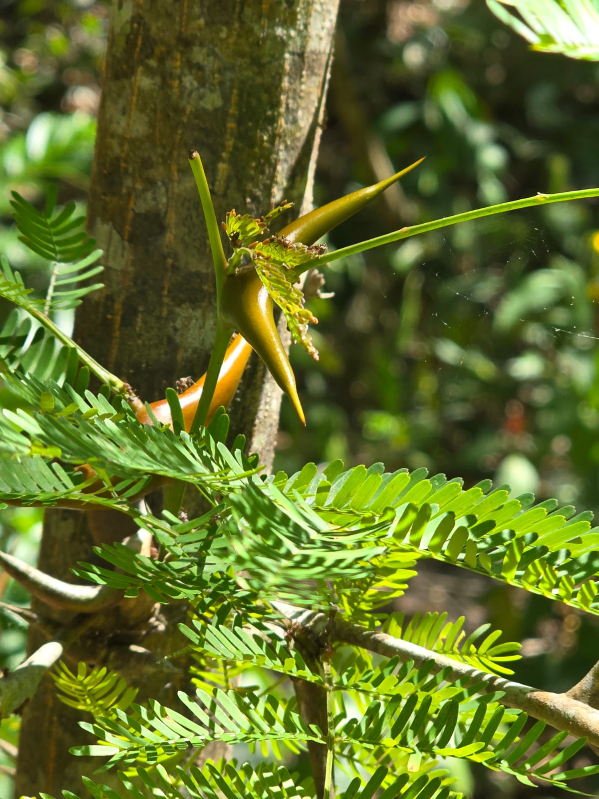 Posadas del Sol - Foto 44