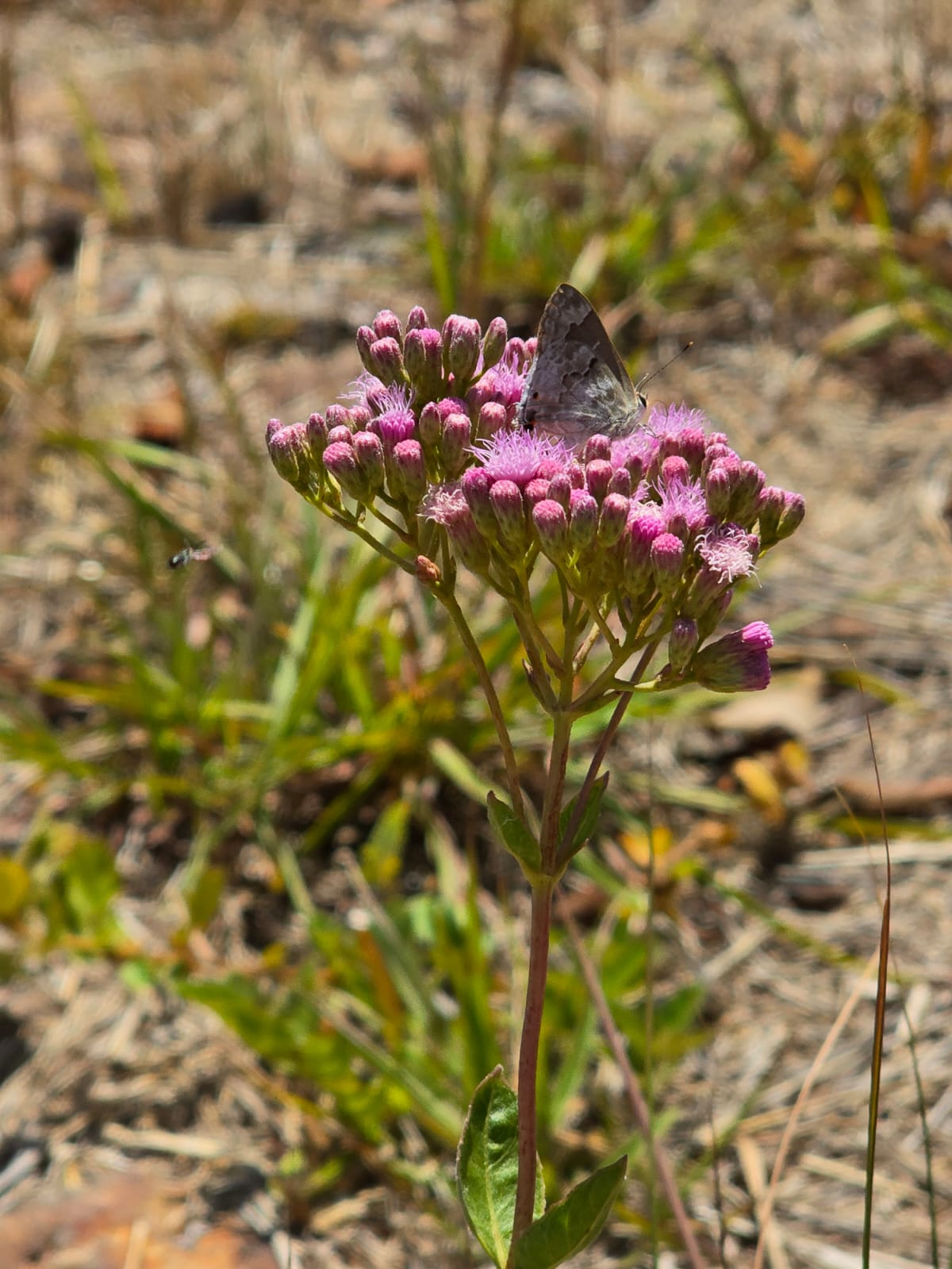 Posadas del Sol - Foto 50